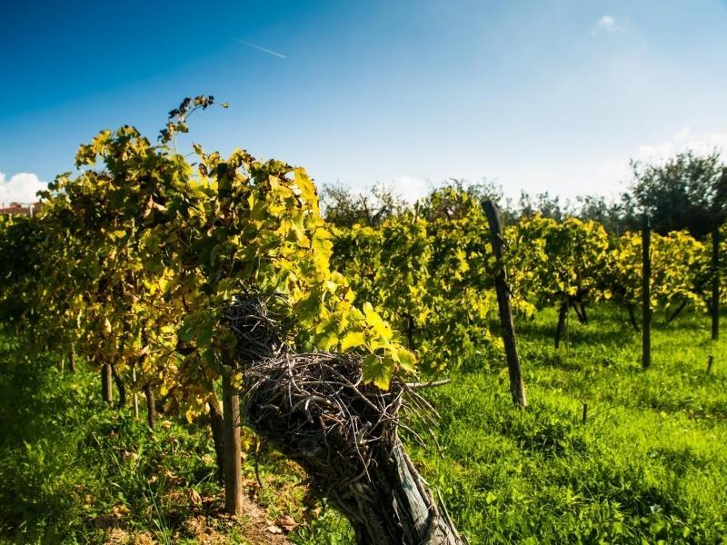 Podere Scaluccia Impruneta Ngoại thất bức ảnh